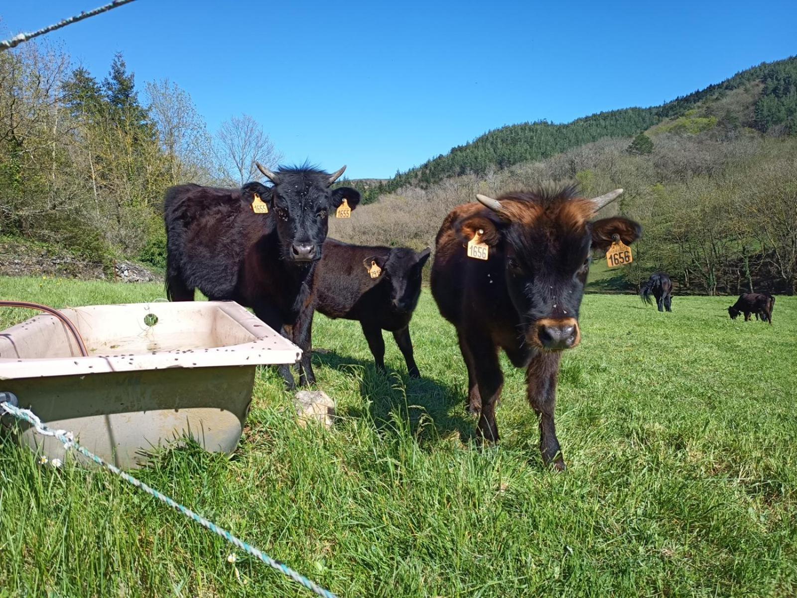 Ferme Les Therondels Saint-Pons-de-Thomieres Ngoại thất bức ảnh