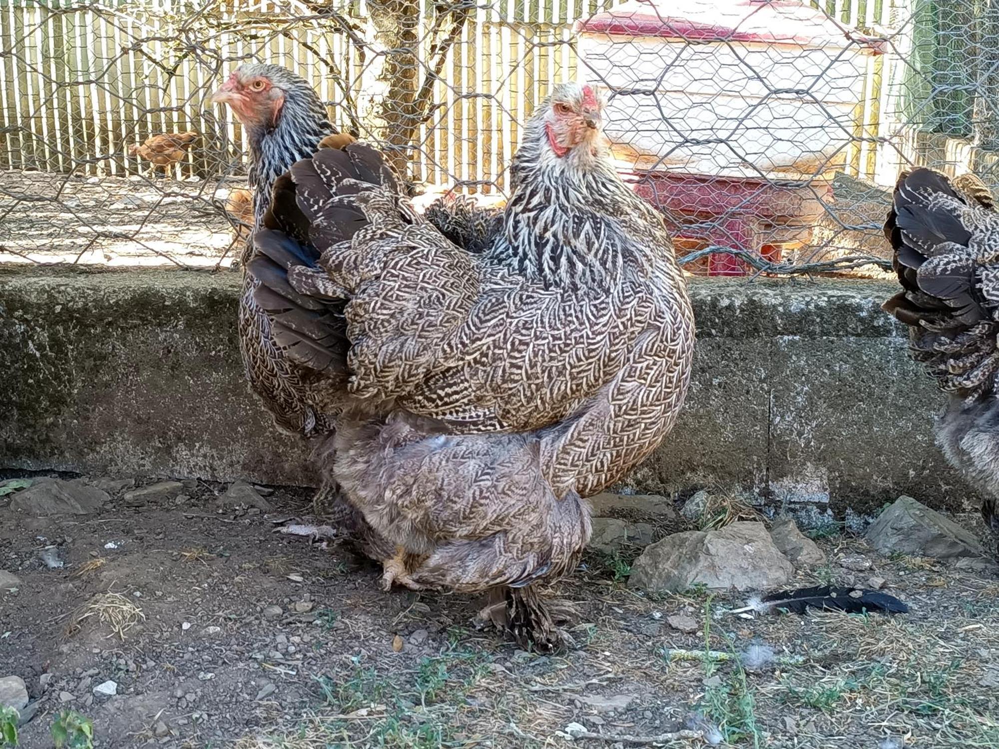 Ferme Les Therondels Saint-Pons-de-Thomieres Ngoại thất bức ảnh